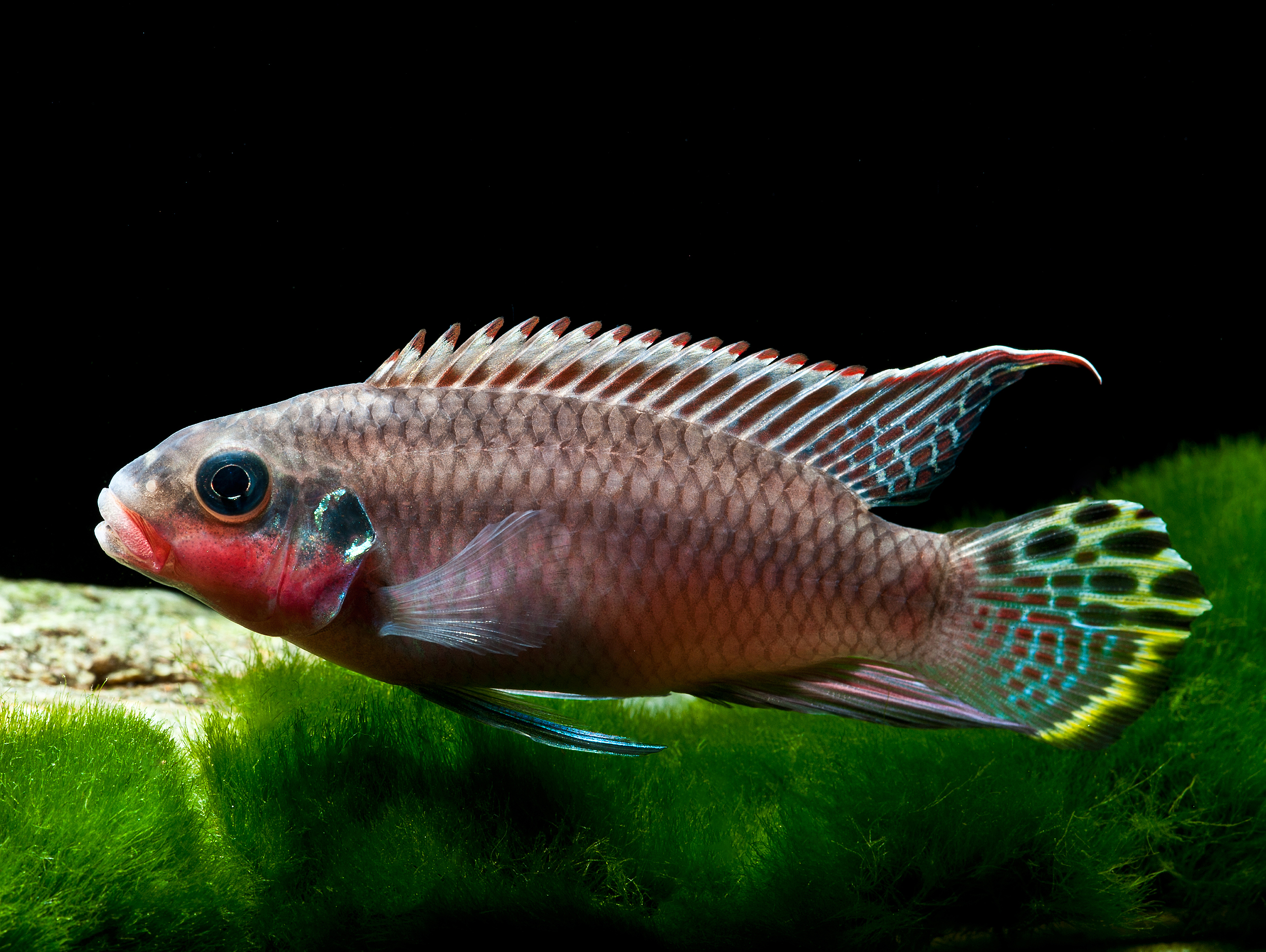 Pelvicachromis taeniatus Nigeria Red